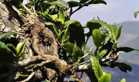 猫皇品味：独特山王普洱茶的魅力之旅