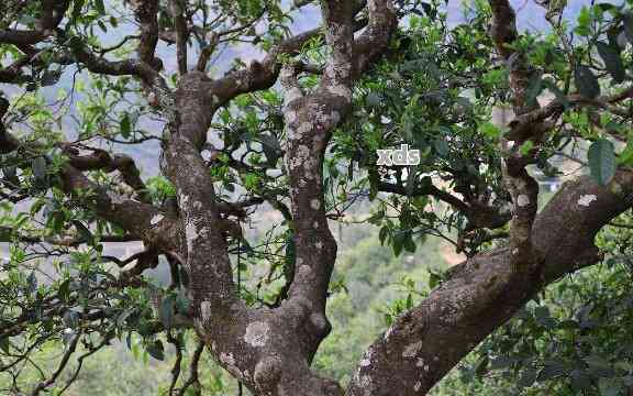 山邦普洱茶： 邦协、邦巍山与邦崴山老树普洱茶的完美结合