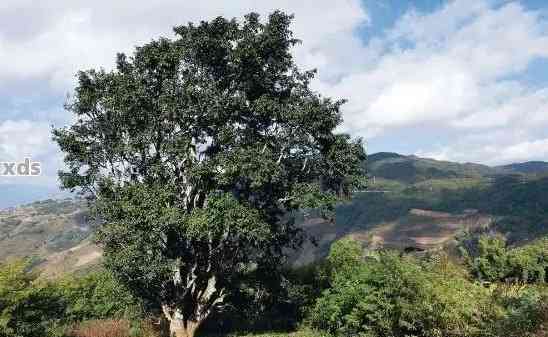 山邦普洱茶： 邦协、邦巍山与邦崴山老树普洱茶的完美结合