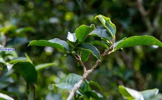 普洱茶花朵： 了解其特点及品质，探究普洱茶中的花香魅力