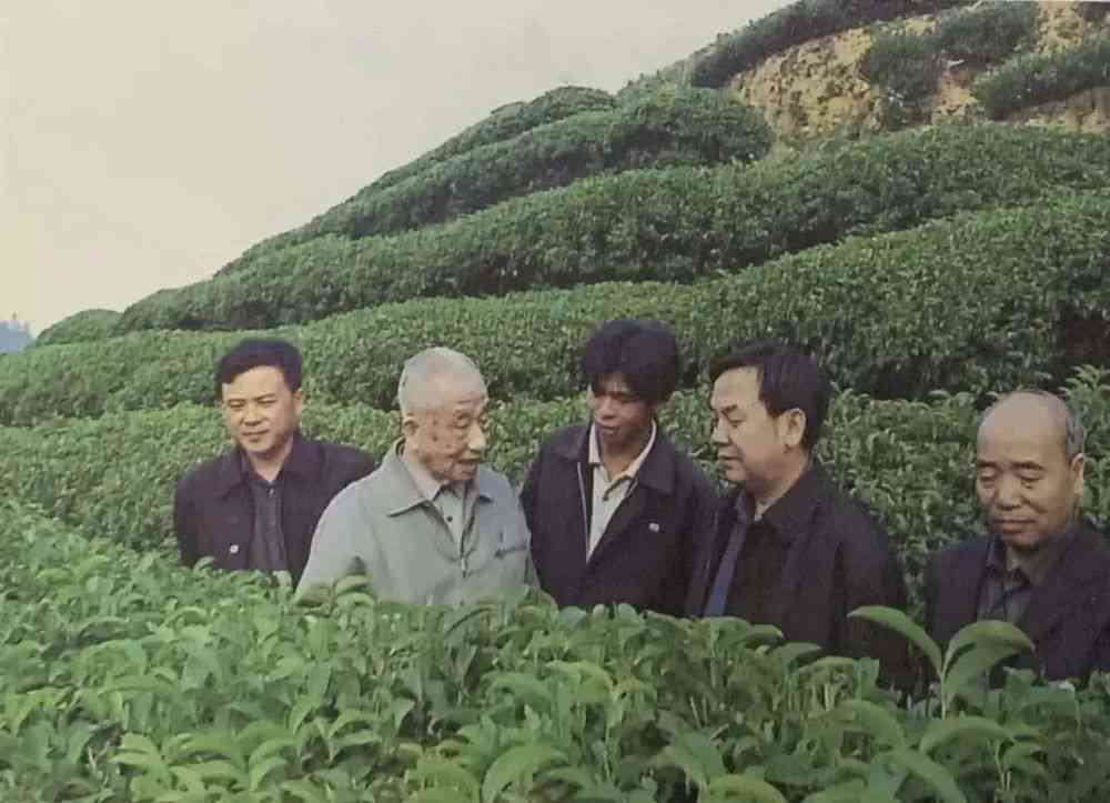 张天福是否喝普洱茶？揭秘普洱茶与名人传说的真实性