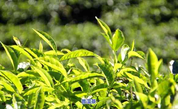 保山茶和普洱茶之间的微妙差异及其独特魅力