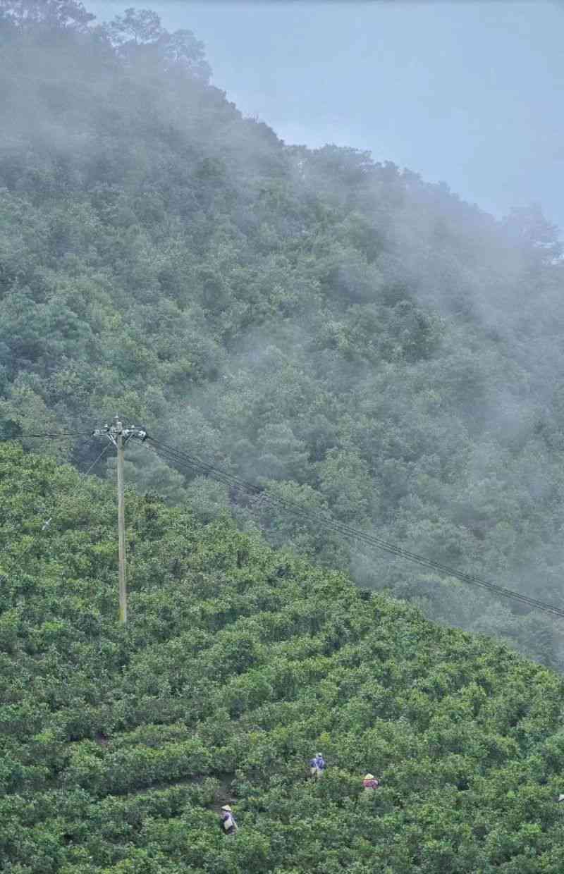 冰岛2017年普洱茶：纯净自然的味道，探寻茶文化之旅，品味独特风味