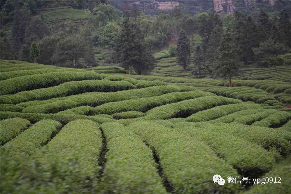 三泉茶场：历、产地、品种、制作工艺及品鉴方法的全面指南