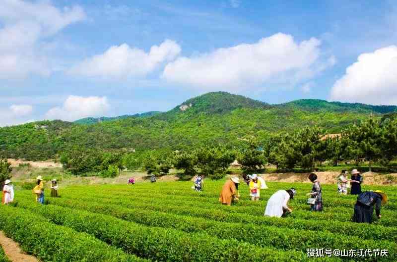 探索威市新茶宝藏：哪里能品尝到最正宗的新茶？