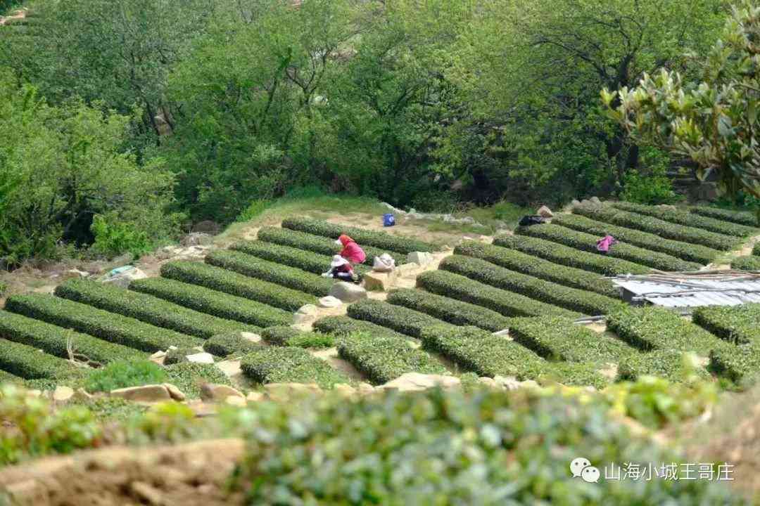 探索威市新茶宝藏：哪里能品尝到最正宗的新茶？