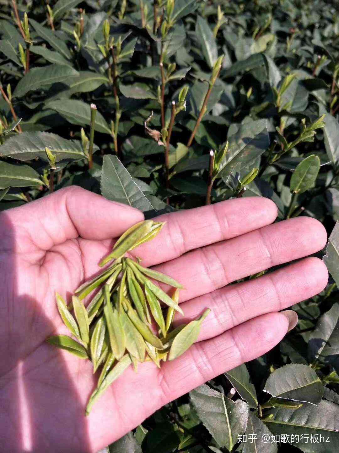 2019年普洱茶品质优异，雨水较少的原因及对茶叶口感的影响