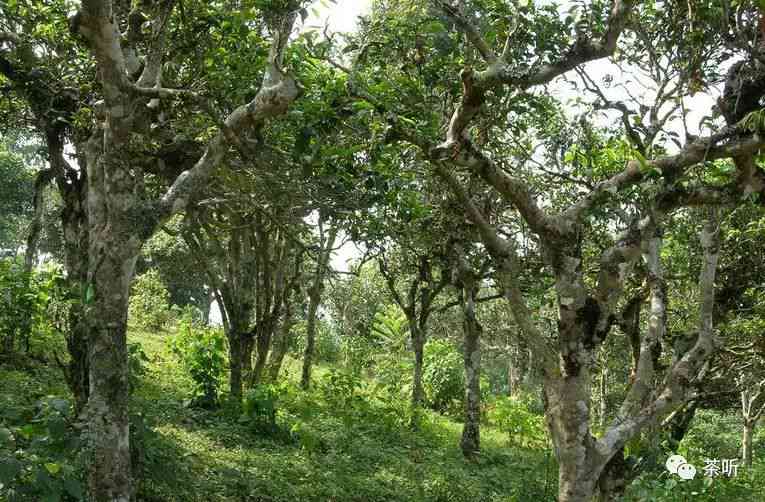 麻栗坡生普洱茶产区及古树茶特点：文山麻栗坡茶叶和茶厂介绍