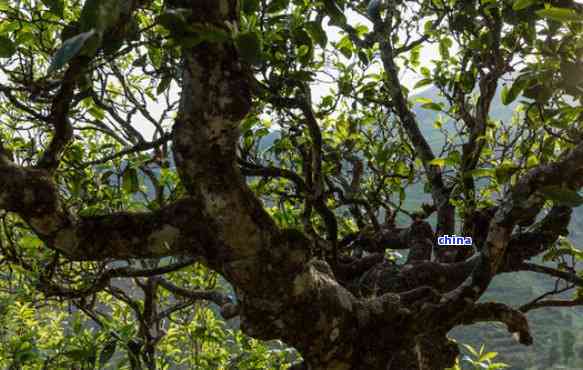 麻栗坡古树茶：普洱茶的异类还是独特的存在？