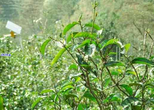 勐库东半山普洱茶：一款独具匠心的高山韵味古树茶