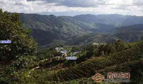 勐库东半山普洱茶：一款独具匠心的高山韵味古树茶