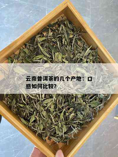 嫩芽普洱茶与老叶普洱茶的对比：哪个更美味？