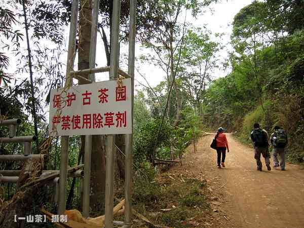 南糯山石头新寨普洱茶特点，老寨茶香独特风味迷人