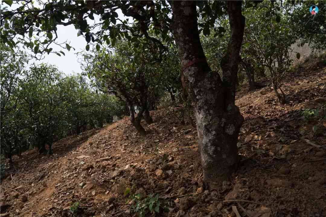 南糯山石头新寨普洱茶特点，老寨茶香独特风味迷人