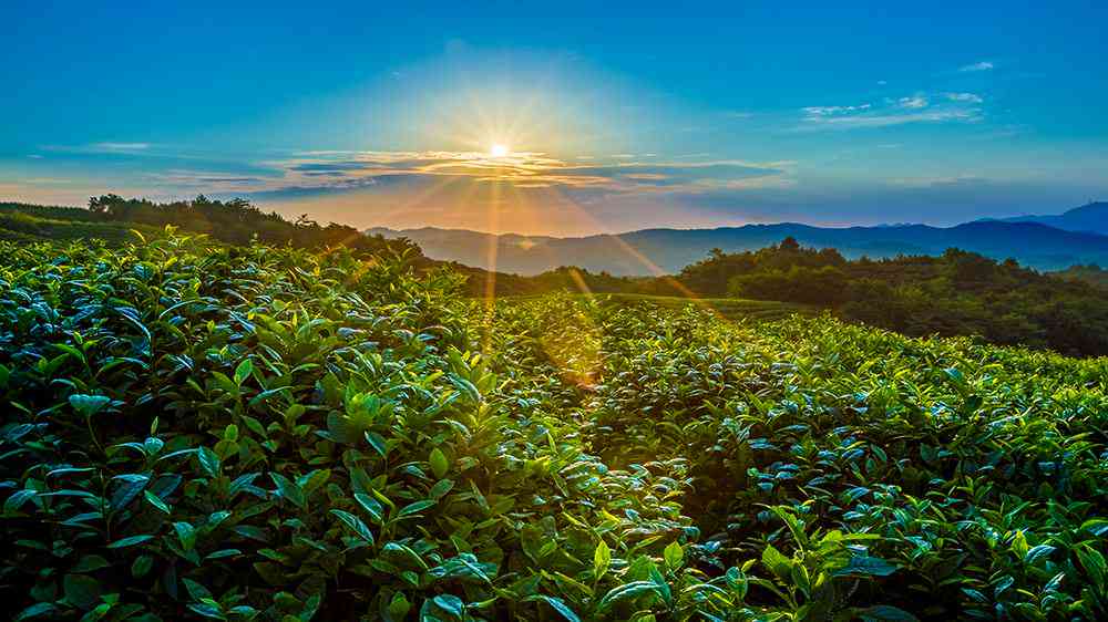 普洱茶味道怎么样？好喝吗？比较好吗？普洱茶味道好吗？