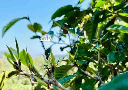 布朗山普洱古树茶特点与分布，简介与价格，口感解析——高品质熟茶多少钱？