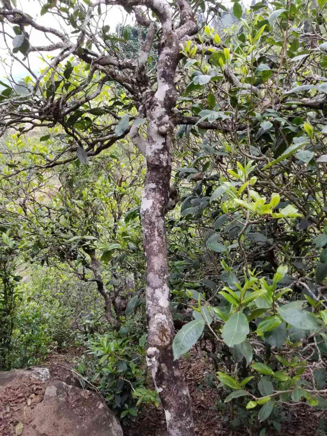 探究普洱茶老树的独特魅力及其品种特征