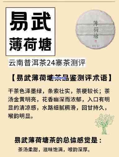 易武薄荷塘普洱茶：所有权、特点、品鉴及购买指南