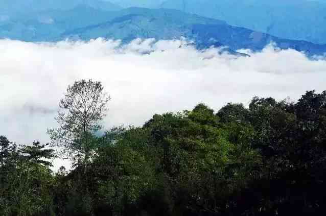 普洱茶海拔更高的山：云南普洱茶各大山头海拔对照表与品质关联