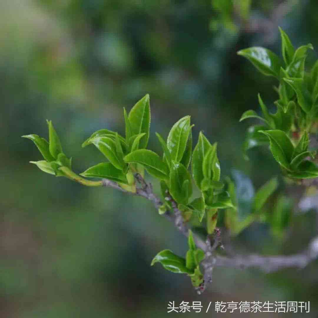 云南普洱茶海拔高度对比表：探究大山环境对普洱茶生长的影响