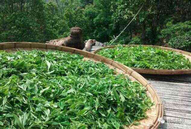 普洱茶山头特性探究：六大产地的独特风味与品鉴技巧