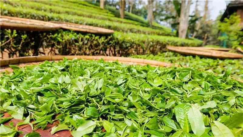 源头供应的普洱茶：优质茶叶，越品质，环保可持续