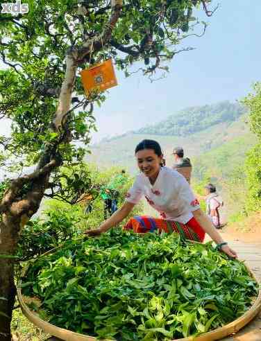 普洱茶的采摘节：揭示几月的普洱茶品质