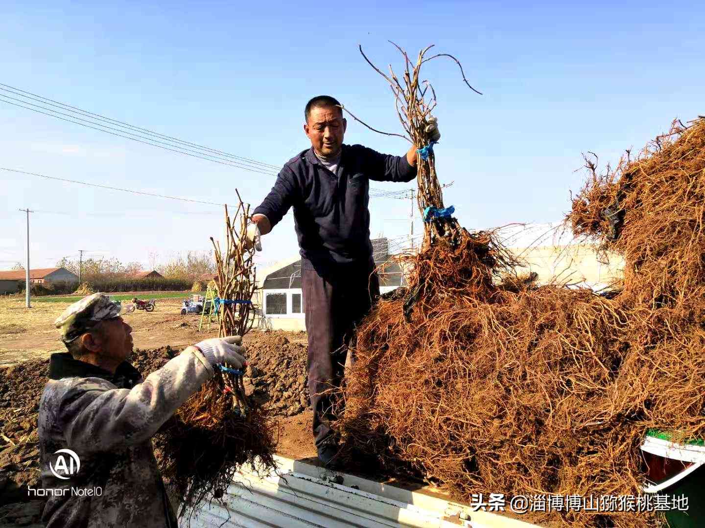 新 乌兰海碧玉猕猴桃手镯：独特珍品的收藏价值与未来潜力分析