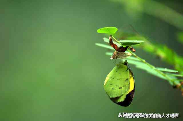 '槲寄生泡水喝：新发现的免疫力提升与消化系统保护之道'