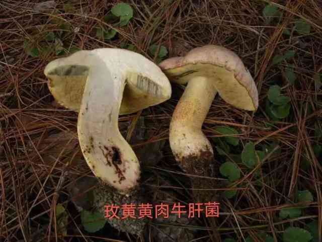 牛肝菌的独特搭配：如何避免食物相克现象？