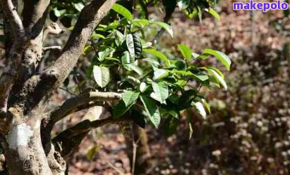 新普洱茶古树的定义、特点、品种及其品鉴方法详解