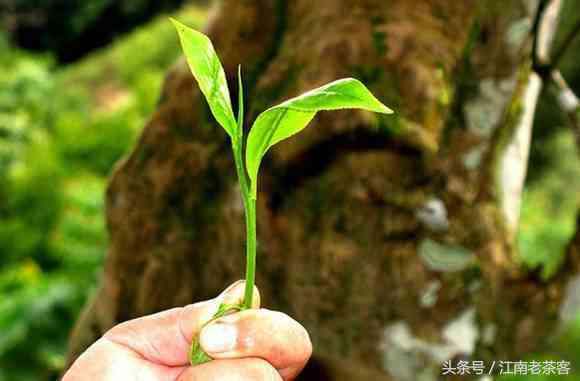 岁月沉淀，古树普洱：老同志名山茶的故事与传承