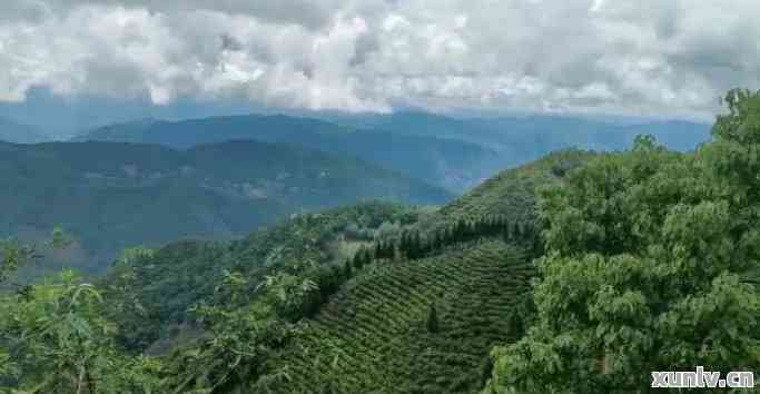 凤凰窝普洱茶：一种独特的产地魅力及其制作过程的深度解析