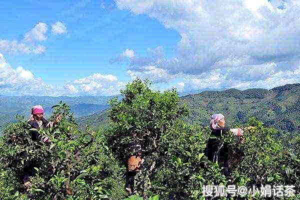 普洱茶天下之一村：探索古树茶文化、品尝地道普洱茶和了解茶艺传统的地方