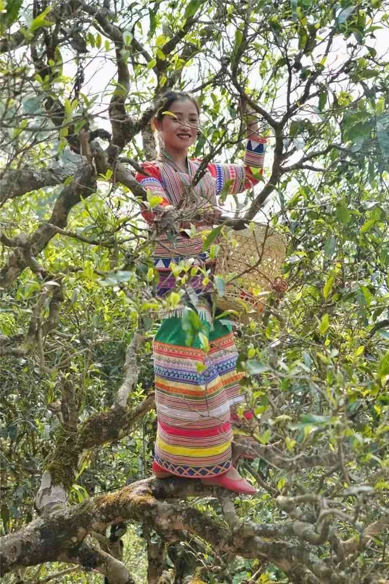 普洱茶天下之一村：探索古树茶文化、品尝地道普洱茶和了解茶艺传统的地方