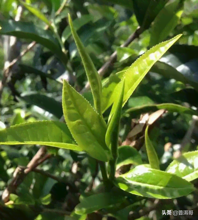 普洱茶剩余部分可以继续饮用吗？