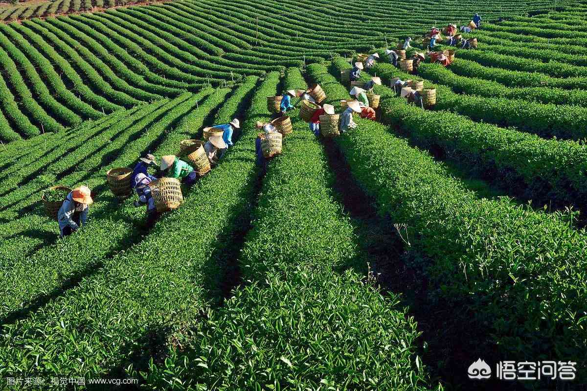 熟普洱茶蒸着好还是泡着喝好：探究普洱茶的两种饮用方法