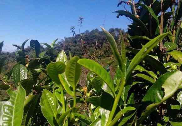 普洱茶春茶的独特品质及其鉴别方法