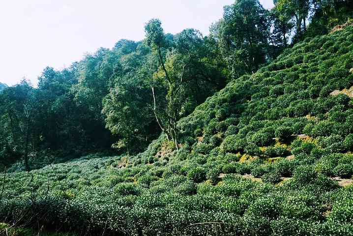 '林哪里有茶喝':2020年品茶地，你不可错过！