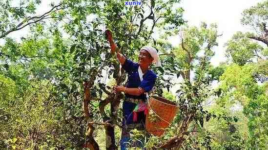 沧源古树单甲普洱茶：独特风味的魅力体验