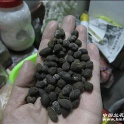 羊屎普洱茶：像羊屎蛋般的独特风味及其冲泡方法和价格