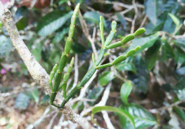 探究制茶工艺：萎凋环节的科学原理与应用