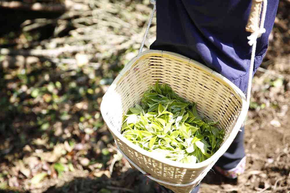 普洱茶新工艺萎凋是什么茶