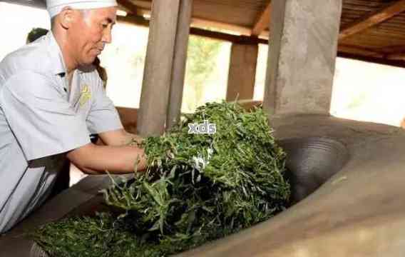 普洱茶低杀青新工艺：保留原味，提升品质