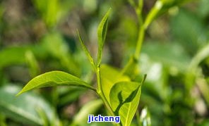 探究松针在普洱茶中的独特之处及其益处：一篇茶叶与自然结合的解析