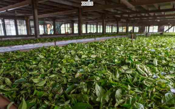 易门茶叶批发地和公司信息，易门绿茶产地及茶厂一览