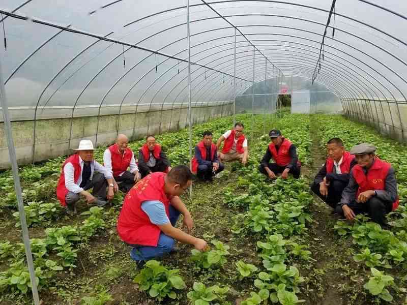 糯种与豆种的混合种植方法：全面解析，助力丰收与高产