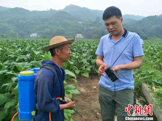 糯种与豆种的混合种植方法：全面解析，助力丰收与高产