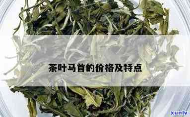 马龙茶属于什么茶种与茶类：探究马龙茶的分类