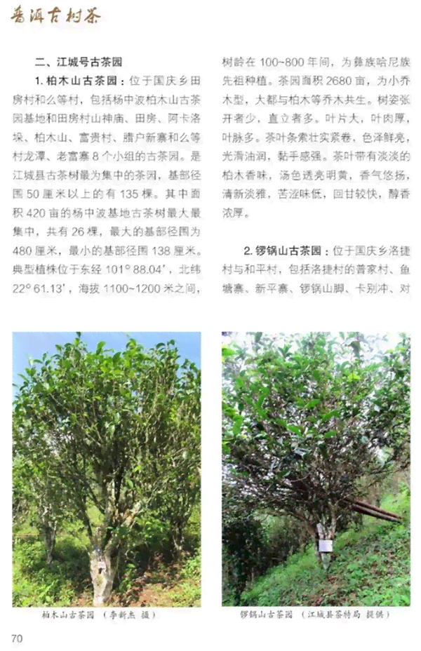 全面解析：如何识别普洱茶是否发霉，以及发霉普洱茶的危害与处理方法